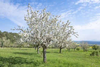 Orchard meadow, apple trees (Malus domestica), cultivated apple, flowering, UNESCO Biosphere