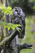 Tengmalm's owl (Aegolius funereus) perched in tree, Bavarian Forest, Germany, Europe