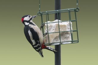 Great spotted woodpecker (Dendrocopos major) male eating fat, suet from bird feeder, birdfeeder in