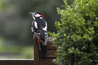 Great Spotted Woodpecker (Dendrocopos major), Greater Spotted Woodpecker male perched on garden