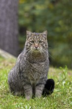 European wildcat (Felis silvestris silvestris) sitting in forest