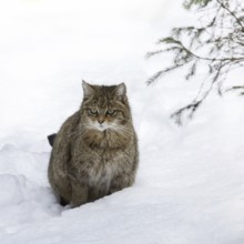 European wild cat (Felis silvestris silvestris) sitting in the snow in winter