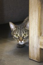 Shy but curious domestic tabby cat peeking from behind furniture in living room in house