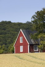 Lonely traditional red wooden cottage along field in summer in rural Skåne, Scania, Sweden,