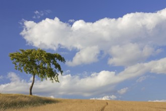 Solitary lime tree, linden in wheat field in the countryside in summer