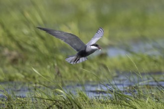 Whiskered tern (Chlidonias hybridus) (Chlidonias hybrida) catching damselfly in marshland,