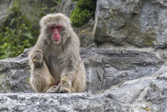 Japanese macaque (Macaca fuscata), snow monkey sitting in rock face, native to Japan