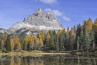 Mountain Drei Zinnen and larch trees in autumn colours around Lake Lago d'Antorno in the Tre Cime