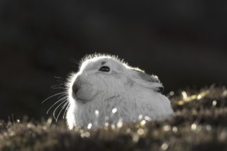 Close up of mountain hare (Lepus timidus), Alpine hare, snow hare in white winter pelage resting in