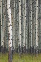 Quaking aspen, trembling aspen (Populus tremuloides), detail of tree trunks in forest, native to