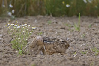 European Brown Hare (Lepus europaeus) lying hidden and camouflaged in ploughed field with ears flat