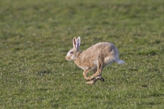 European brown hare (Lepus europaeus) blond colour morph running, fleeing through meadow, grassland