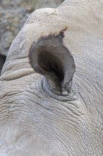 White rhinoceros (Ceratotherium simum), white rhino close-up of ear, native to eastern and southern