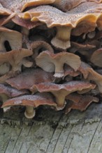 Dark honey fungus (Armillaria solidipes) (Armillaria ostoyae) growing in cluster on tree trunk in