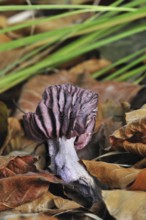 Amethyst deceiver (Laccaria amethystea) fungus amongst autumn leaves on the forest floor