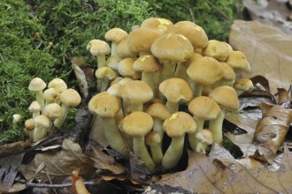 Sulphur tuft fungus, sulfur tuft, clustered woodlover (Hypholoma fasciculare) on decaying wood