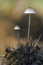 Milk bonnet fungus, milking bonnet (Mycena galopus), milk-drop mycena on husk