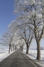 Small-leaved lime, little-leaf linden (Tilia cordata) trees bordering country road on snow covered