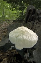 Lion's mane mushroom, bearded tooth (Hericium erinaceum) (Hericium erinaceus) (Clavaria erinaceus)