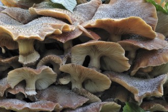 Dark honey fungus (Armillaria solidipes) (Armillaria ostoyae) growing in cluster on tree trunk in