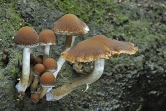 Common stump brittlestem (Psathyrella piluliformis), Tufted brittlestem (Agaricus piluliformis)