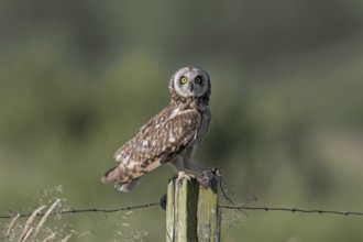 Short-eared owl (Asio flammeus) (Asio accipitrinus) perched on fence post along field with caught