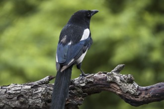 Eurasian Magpie, European Magpie (Pica pica), Common Magpie perched on branch showing back