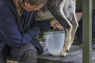 Farmer hand milking goat by massaging and pulling down on the teats of the udder, squirting the