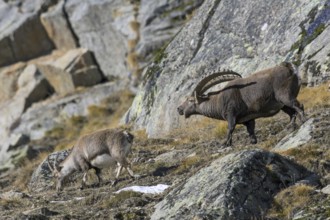 Alpine ibex (Capra ibex) male and female during the rut in rock face in winter, Gran Paradiso