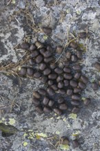 Close-up of Alpine ibex (Capra ibex) droppings, excrements, feces on rock