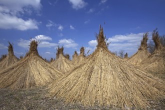 Common Reed (Phragmites communis) harvested bundles drying at Neusiedler Lake, Austria, Europe