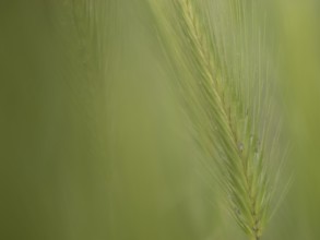 Photographic art, depiction by blurred blur of the ear of barley (Hordeum vulgare), Extremadura,