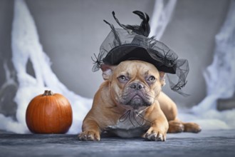 French Bulldog dog with Halloween witch hat