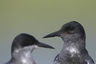 Black tern (Chlidonias niger) close up of pair in breeding plumage in spring