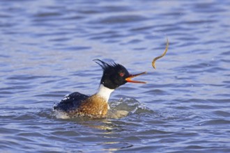 Red-breasted merganser (Mergus serrator) male swimming in sea and catching rock gunnel (Pholis