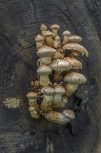 Wood-rotting scalycap, destructive pholiota, poplar pholiota (Pholiota populnea) (Hemipholiota