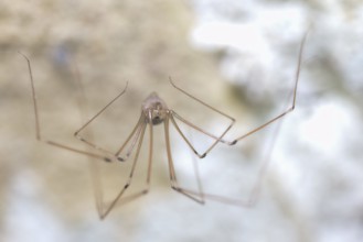 Long-legged cellar spider (Pholcus phalangioides), sitting in the cellar of a residential building,