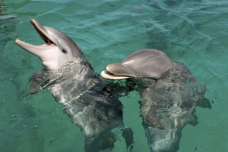 Bottlenose Dolphin (Tursiops truncatus) with young, Caribbean, Honduras, bottlenose dolphin with