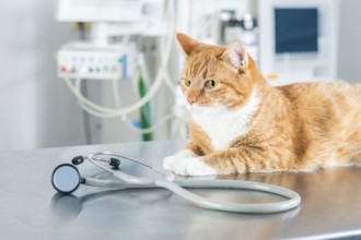 Portrait of a funny ginger cat on the table in the operating room. Veterinary medicine concept.