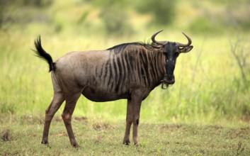 Wildebeest (Connochaetes taurinus), Kruger national park, South Africa, Gnu, side, Africa