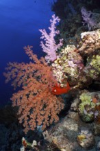 Hemprich's tree coral (Dendronephthya hemprichi), various colours, St. Johns reef dive site, Red