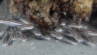 Group, school of striped eel catfish (Plotosus lineatus), juvenile. Dive site House Reef, Mangrove