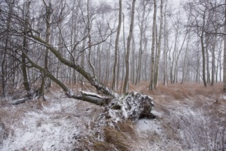 First snow in the Eastern Ore Mountains too