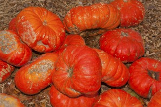 Pumpkins (Cucurbita) (Cucurbitaceae) are a genus of plants in the gourds . Five species are