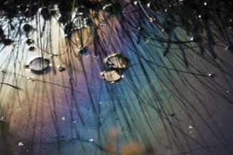 Dark moor water, water surface with autumn leaves of the downy birch (Betula pubescens), hairy