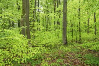 Red beech forest (Fagus sylvatica) in spring, fresh green leaves, Thuringia, Germany, Europe