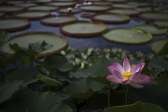 Pink lotus (Nelumbo nucifera), giant waterlilies (Nymphaea gigantea), in pond, Baden-Württemberg,