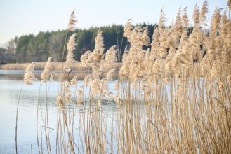 Common reed (Phragmites australis) at the edge of a lake in winter, Upper Palatinate, Bavaria,