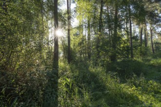 Mixed forest, Sonnenstern, Barnbruch Forest nature reserve, Lower Saxony, Germany, Europe