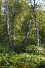 Ferns in the birch forest, nature reserve, North Rhine-Westphalia, Germany, Europe